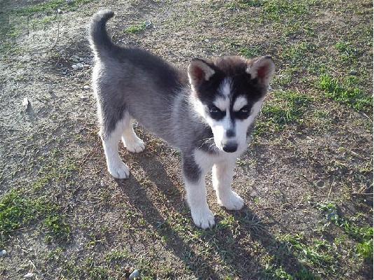 πανεμορφα HUSKY καθαροαιμα και υγειεστατα 6979314054 ΚΡΗΤΗ ΑΘΗΝΑ...